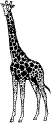 раскраска жираф