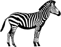раскраски зебра